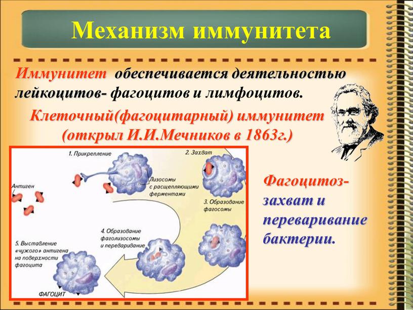 Иммунитет обеспечивается деятельностью лейкоцитов- фагоцитов и лимфоцитов