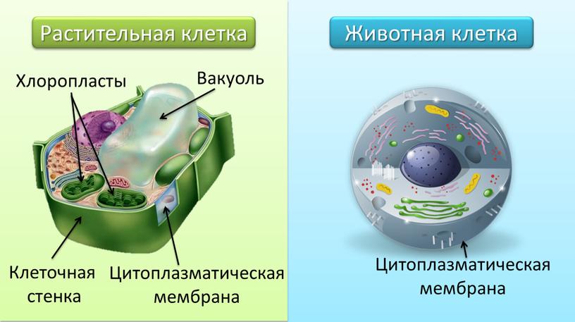 Растительная клетка Животная клетка