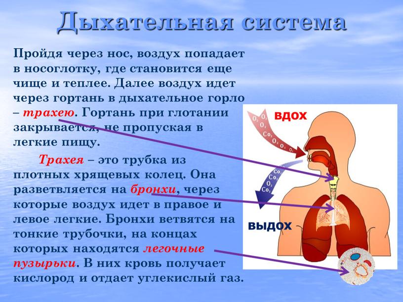 Дыхательная система Пройдя через нос, воздух попадает в носоглотку, где становится еще чище и теплее