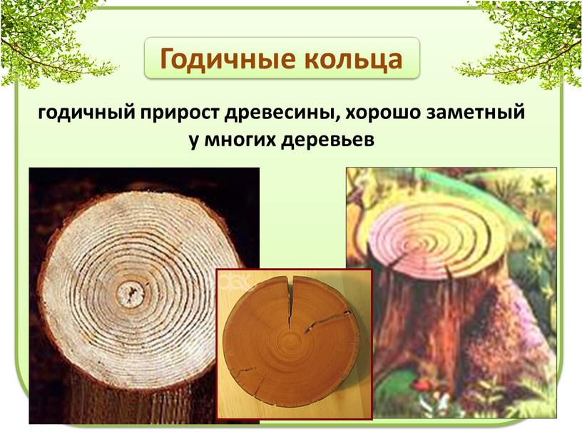 Годичные кольца годичный прирост древесины, хорошо заметный у многих деревьев
