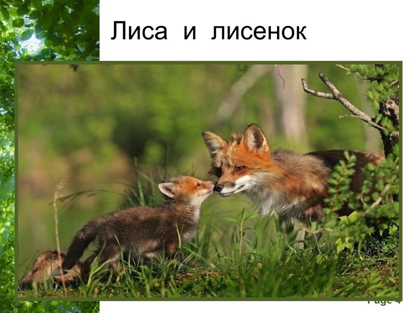 Лиса и лисенок