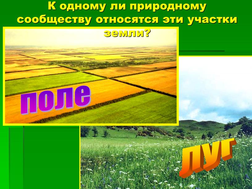 К одному ли природному сообществу относятся эти участки земли? поле луг