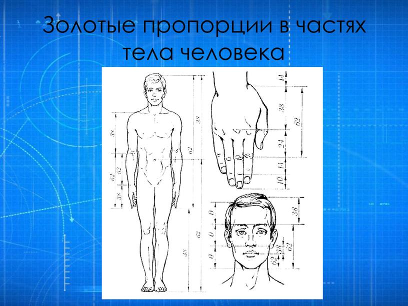 Золотые пропорции в частях тела человека