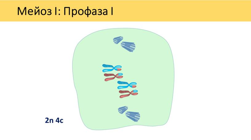 Мейоз I: Профаза I 2n 4c