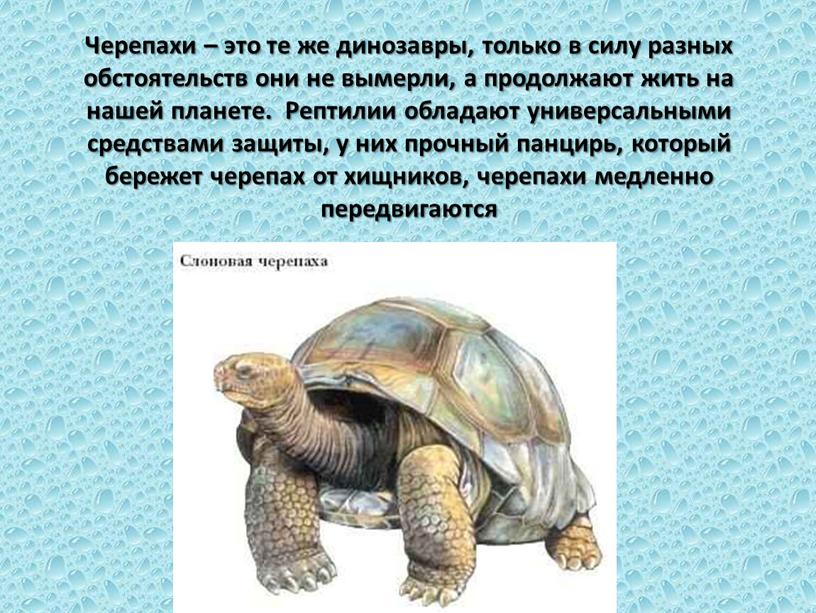 Черепахи – это те же динозавры, только в силу разных обстоятельств они не вымерли, а продолжают жить на нашей планете