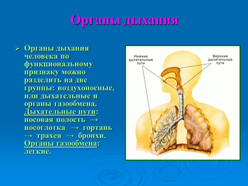 Органы дыхания Органы дыхания человека по функциональному признаку можно разделить на две группы: воздухоносные, или дыхательные и органы газообмена