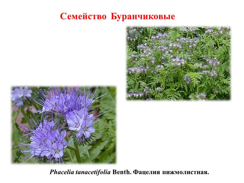 Phacelia tanacetifolia Benth.