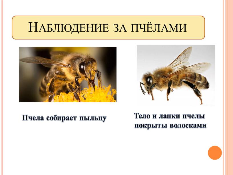 Наблюдение за пчёлами Тело и лапки пчелы покрыты волосками