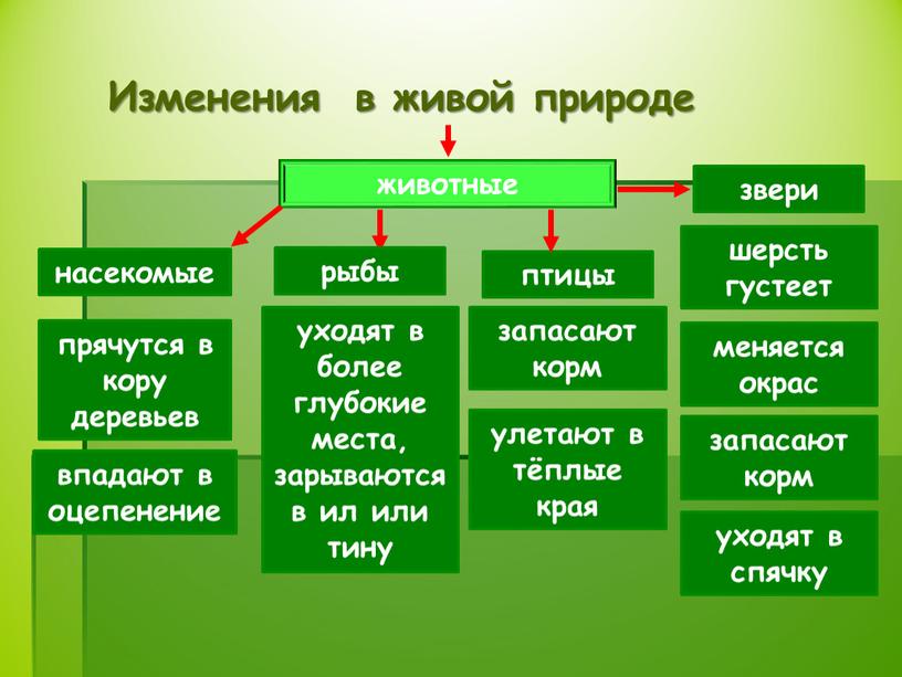 Изменения в живой природе животные насекомые рыбы птицы звери прячутся в кору деревьев впадают в оцепенение уходят в более глубокие места, зарываются в ил или…