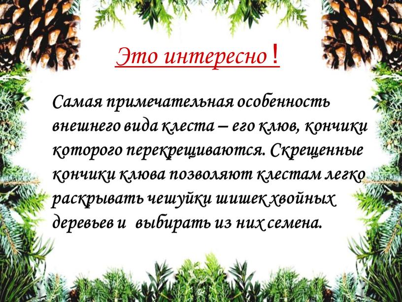 Самая примечательная особенность внешнего вида клеста – его клюв, кончики которого перекрещиваются