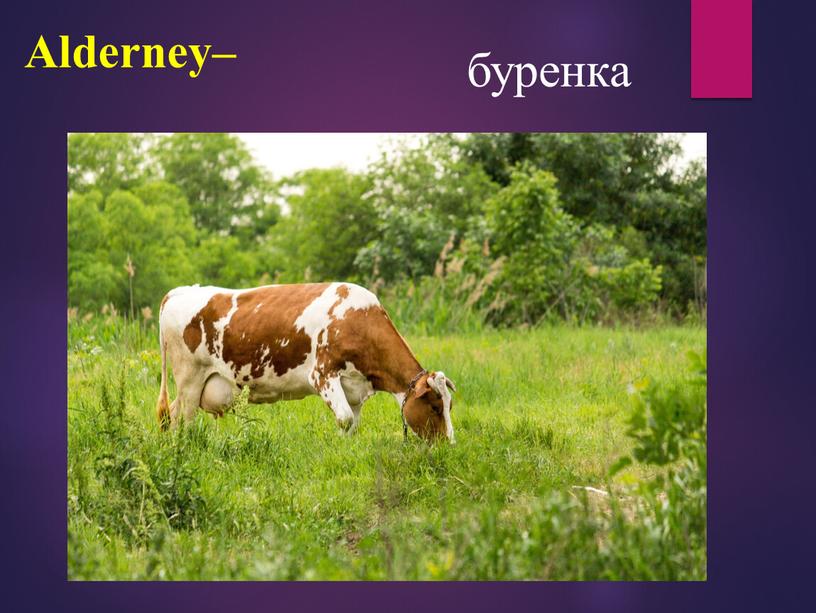 Alderney– буренка