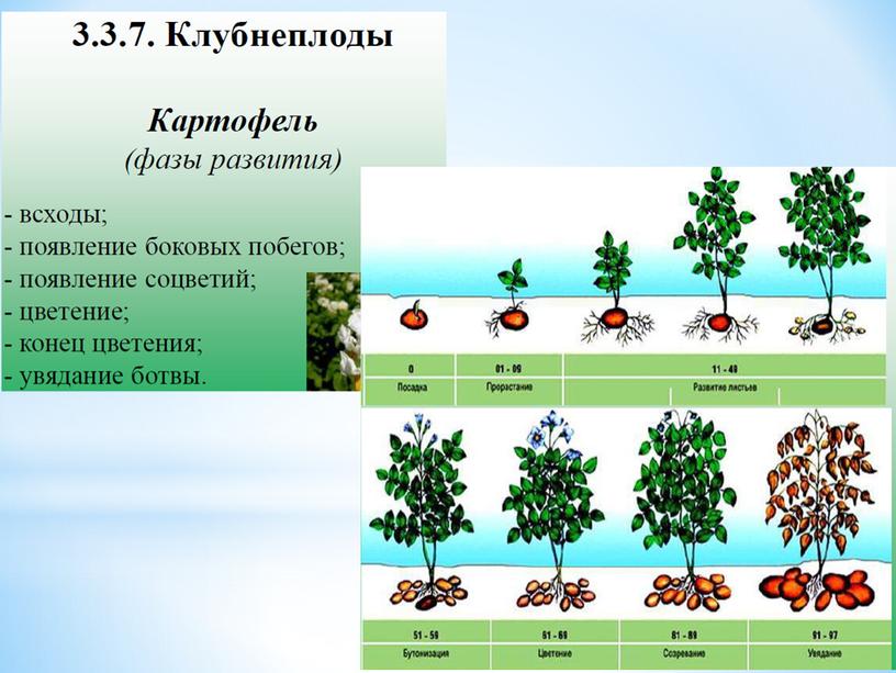 Условия прорастания семян растений, 6 класс, биология