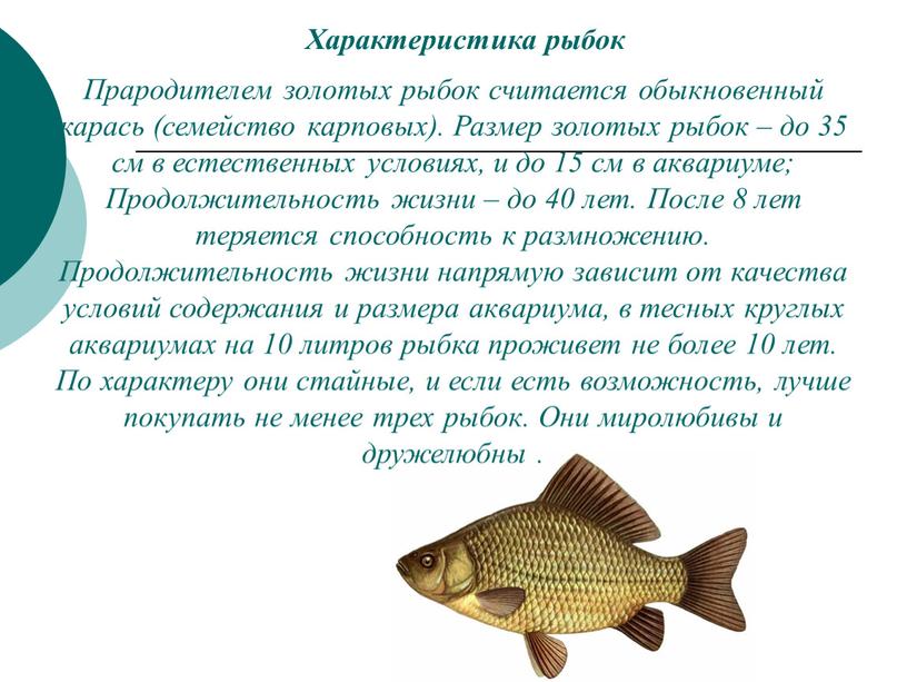 Характеристика рыбок Прародителем золотых рыбок считается обыкновенный карась (семейство карповых)
