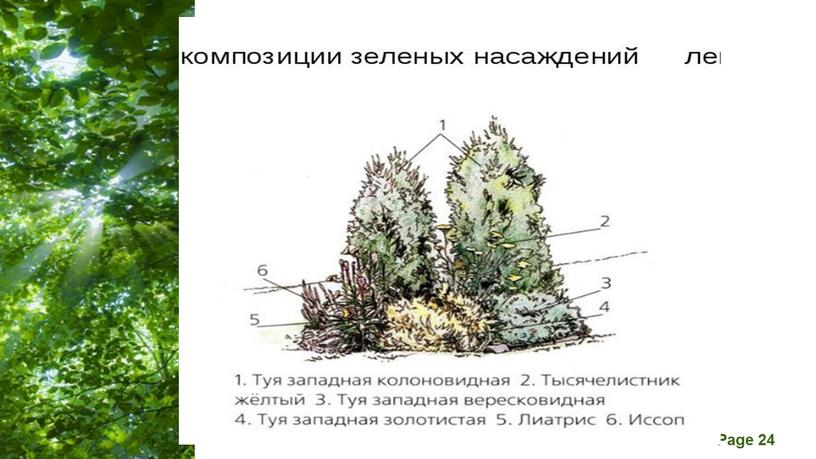 Презентация на тему: "основные виды композиций древесно - кустарниковых растений"й