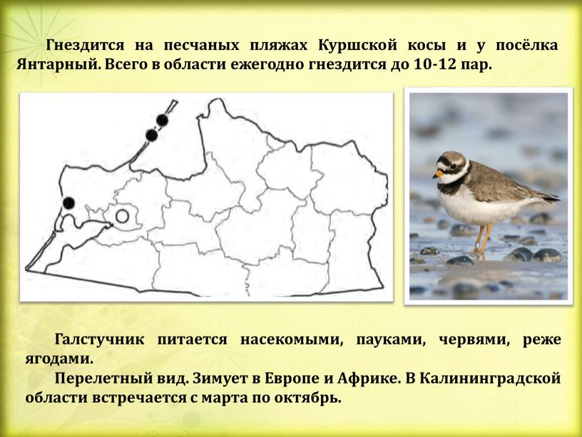 Галстучник питается насекомыми, пауками, червями, реже ягодами