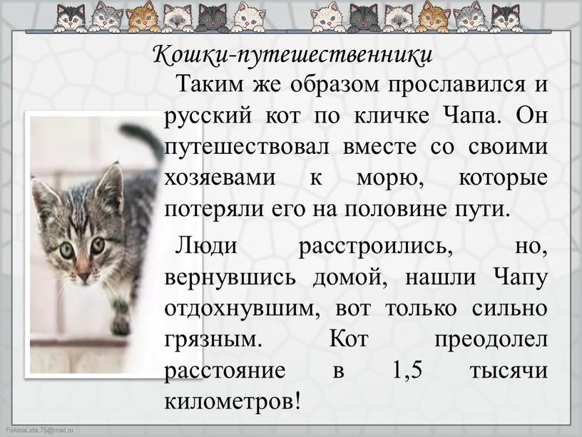 Кошки-путешественники Таким же образом прославился и русский кот по кличке
