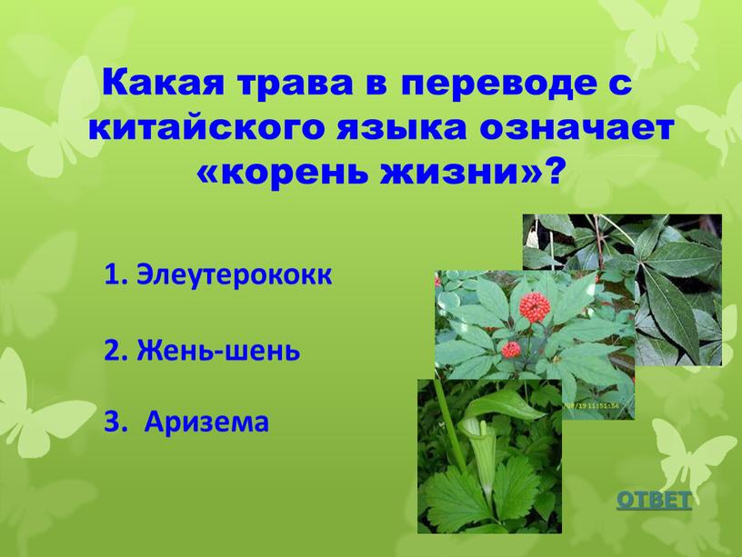 Какая трава в переводе с китайского языка означает «корень жизни»?