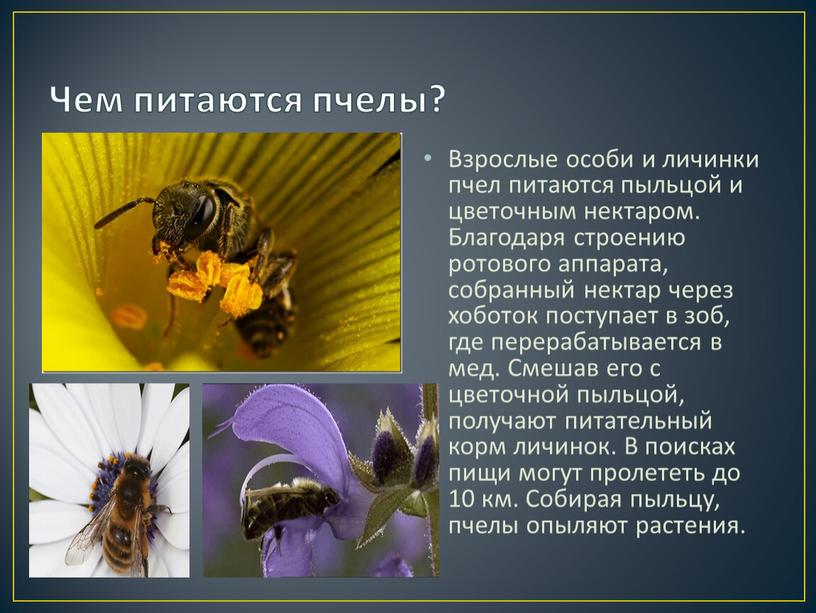 Чем питаются пчелы? Взрослые особи и личинки пчел питаются пыльцой и цветочным нектаром