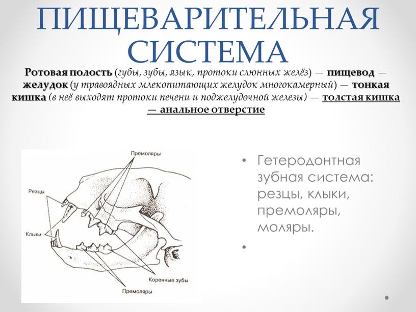 ПИЩЕВАРИТЕЛЬНАЯ СИСТЕМА Гетеродонтная зубная система: резцы, клыки, премоляры, моляры