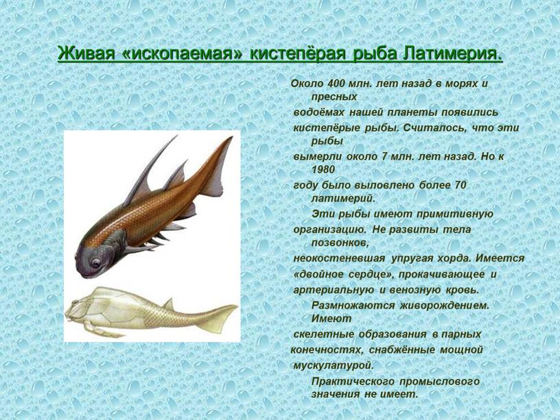 Живая «ископаемая» кистепёрая рыба