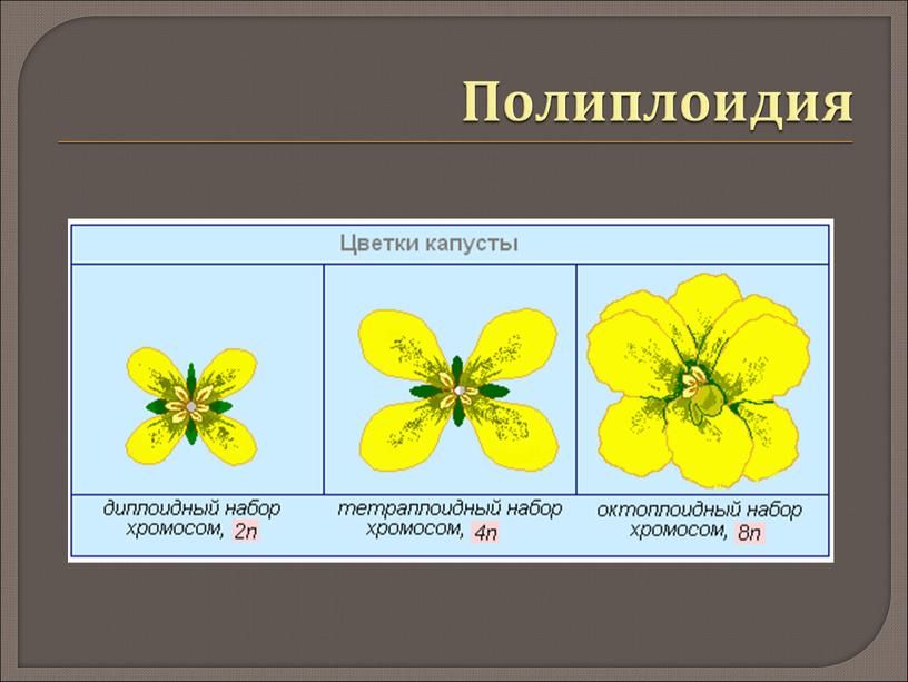 Полиплоидия