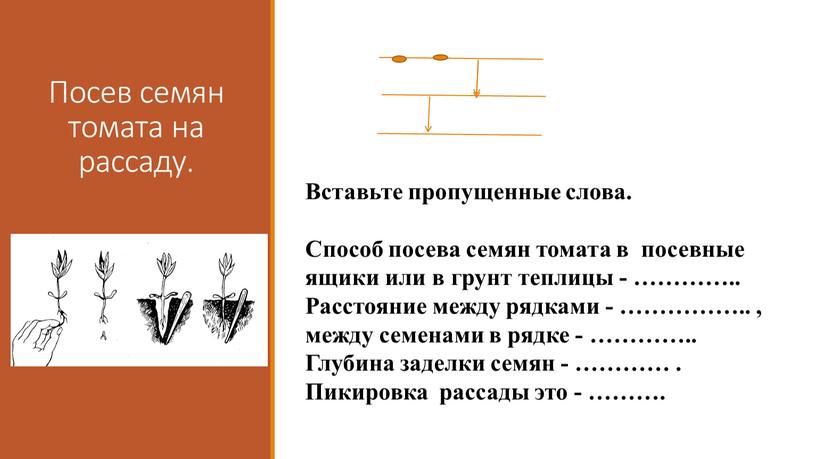 Посев семян томата на рассаду.