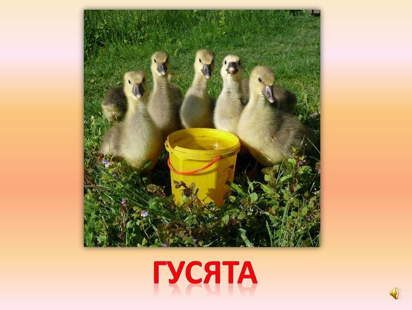 гусята