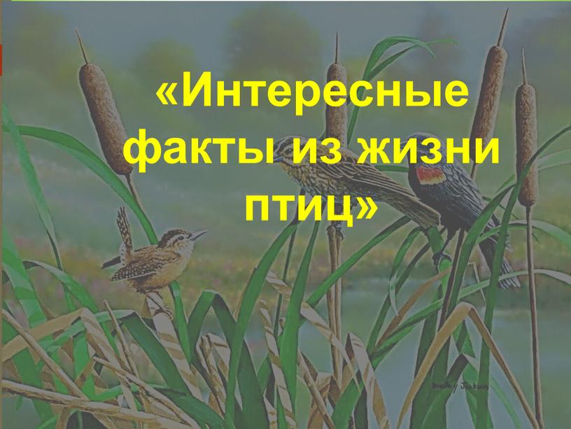 Интересные факты из жизни птиц»