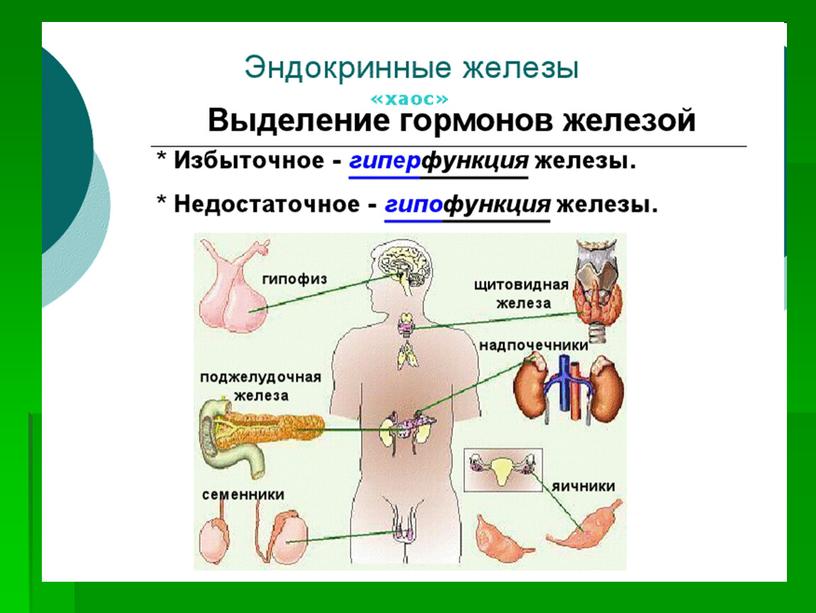 Презентация к уроку "Эндокринные железы"