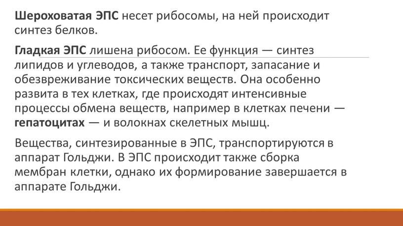 Шероховатая ЭПС несет рибосомы, на ней происходит синтез белков