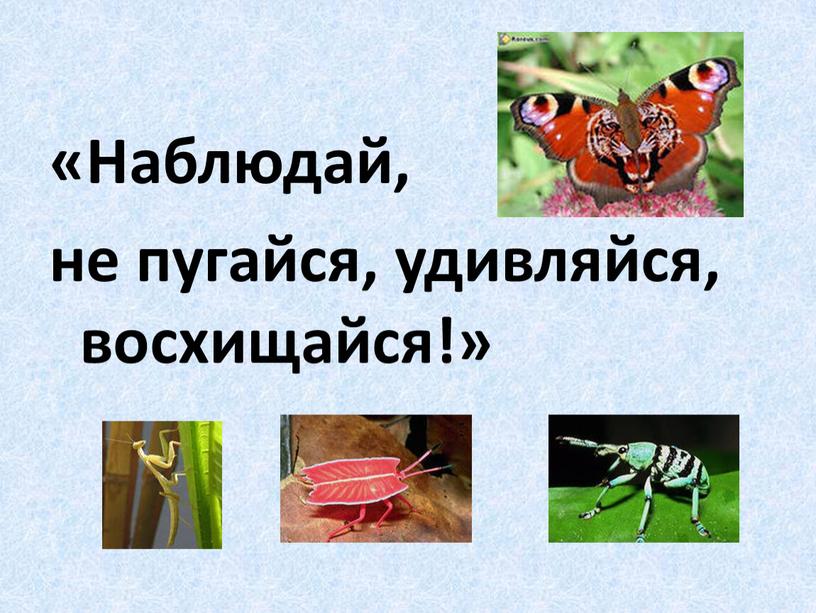 Наблюдай, не пугайся, удивляйся, восхищайся!»