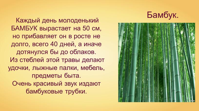 Каждый день молоденький БАМБУК вырастает на 50 см, но прибавляет он в росте не долго, всего 40 дней, а иначе дотянулся бы до облаков