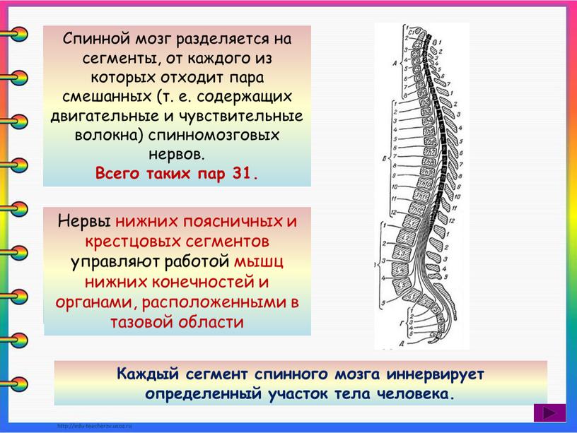 Спинной мозг разделяется на сегменты, от каждого из которых отходит пара смешанных (т