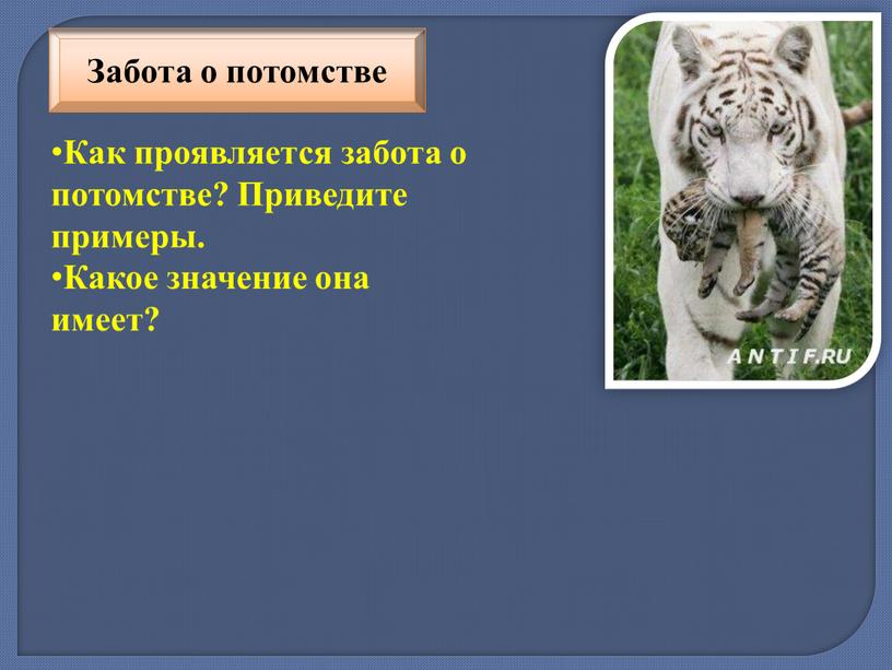 Как проявляется забота о потомстве?