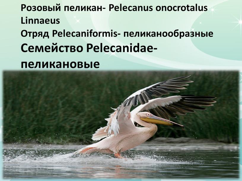 Розовый пеликан- Pelecanus onocrotalus