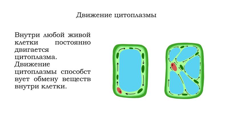 Движение цитоплазмы Внутри любой живой клетки постоянно двигается цитоплазма