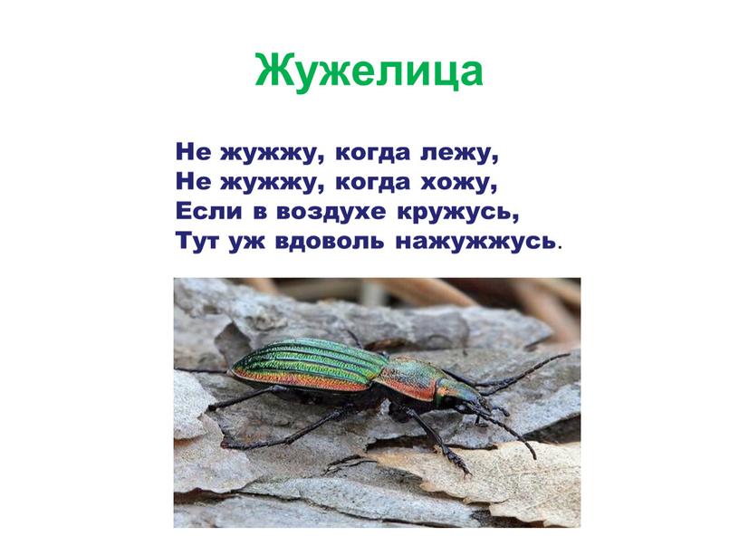 Жужелица Не жужжу, когда лежу,