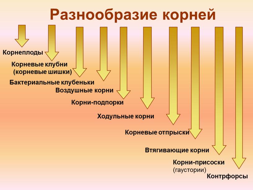 Разнообразие корней Корнеплоды