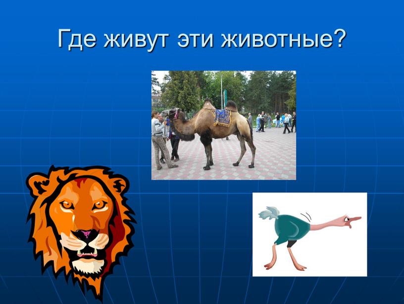 Где живут эти животные?