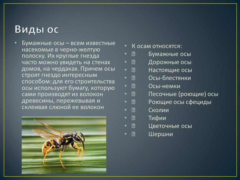Виды ос Бумажные осы – всем известные насекомые в черно-желтую полоску