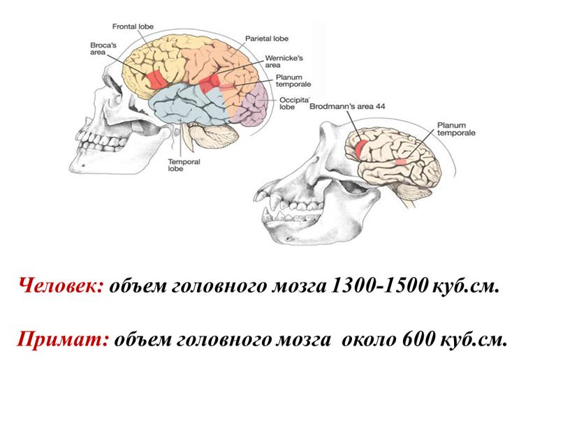 Человек: объем головного мозга 1300-1500 куб