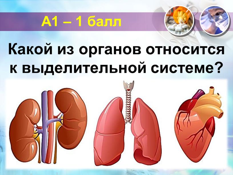 А1 – 1 балл Какой из органов относится к выделительной системе?