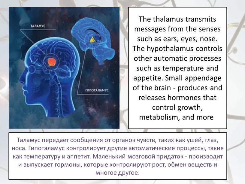 The thalamus transmits messages from the senses such as ears, eyes, nose