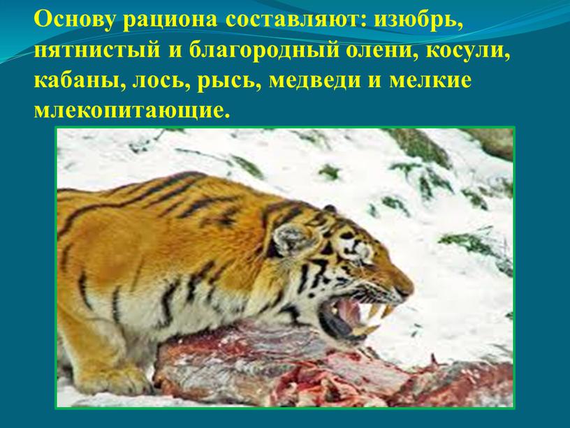 Основу рациона составляют: изюбрь, пятнистый и благородный олени, косули, кабаны, лось, рысь, медведи и мелкие млекопитающие