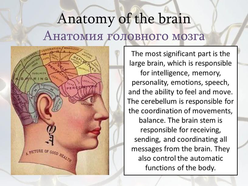 Anatomy of the brain Анатомия головного мозга