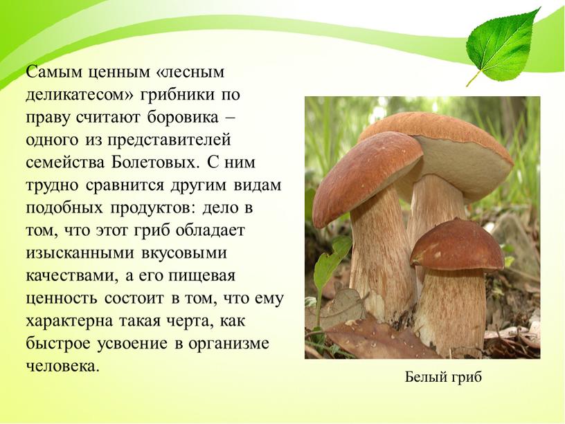 Самым ценным «лесным деликатесом» грибники по праву считают боровика – одного из представителей семейства