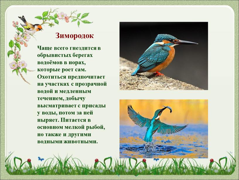 Зимородок Чаще всего гнездится в обрывистых берегах водоёмов в норах, которые роет сам