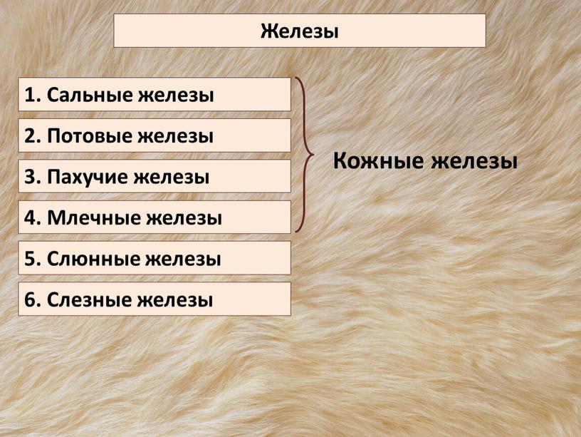 Железы 1. Сальные железы 2. Потовые железы 3