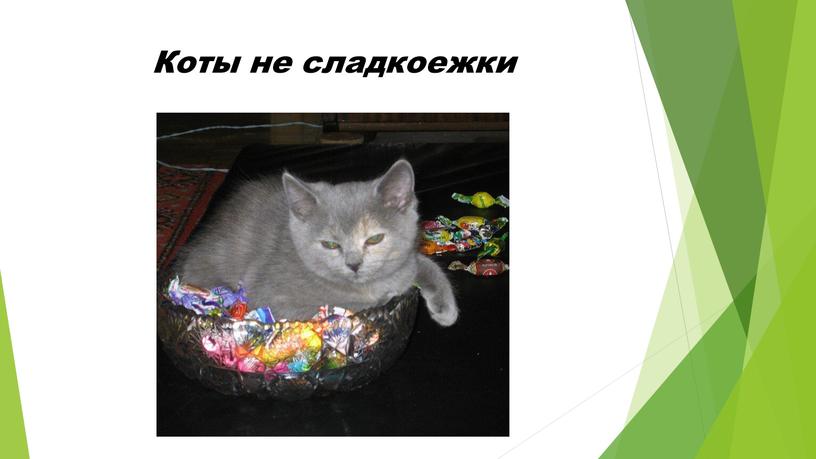 Коты не сладкоежки