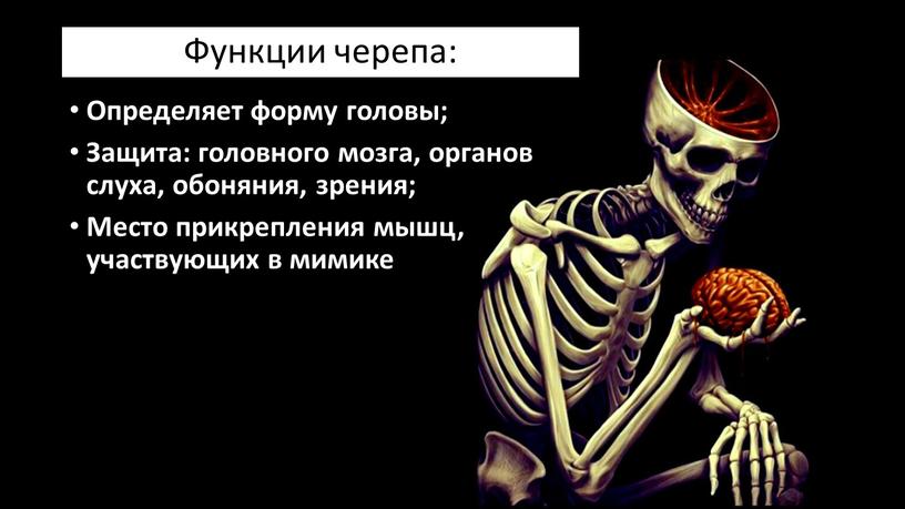 Определяет форму головы; Защита: головного мозга, органов слуха, обоняния, зрения;